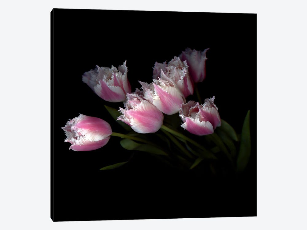 Frilly Edged Pink Tulips Loom Dramatically Out Of The Background by Magda Indigo 1-piece Canvas Print