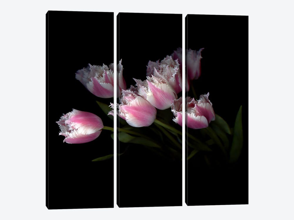 Frilly Edged Pink Tulips Loom Dramatically Out Of The Background by Magda Indigo 3-piece Art Print