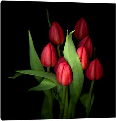 Group Of Closed Red Tulips With Green Leaves Canvas Art Print - Tulip Art