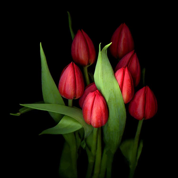 Group Of Closed Red Tulips With Green Leaves