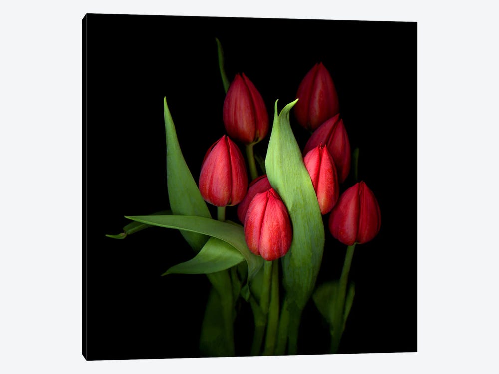 Group Of Closed Red Tulips With Green Leaves by Magda Indigo 1-piece Canvas Artwork