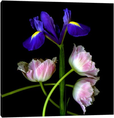 Iris And Tulip Bouquet Canvas Art Print - Magda Indigo
