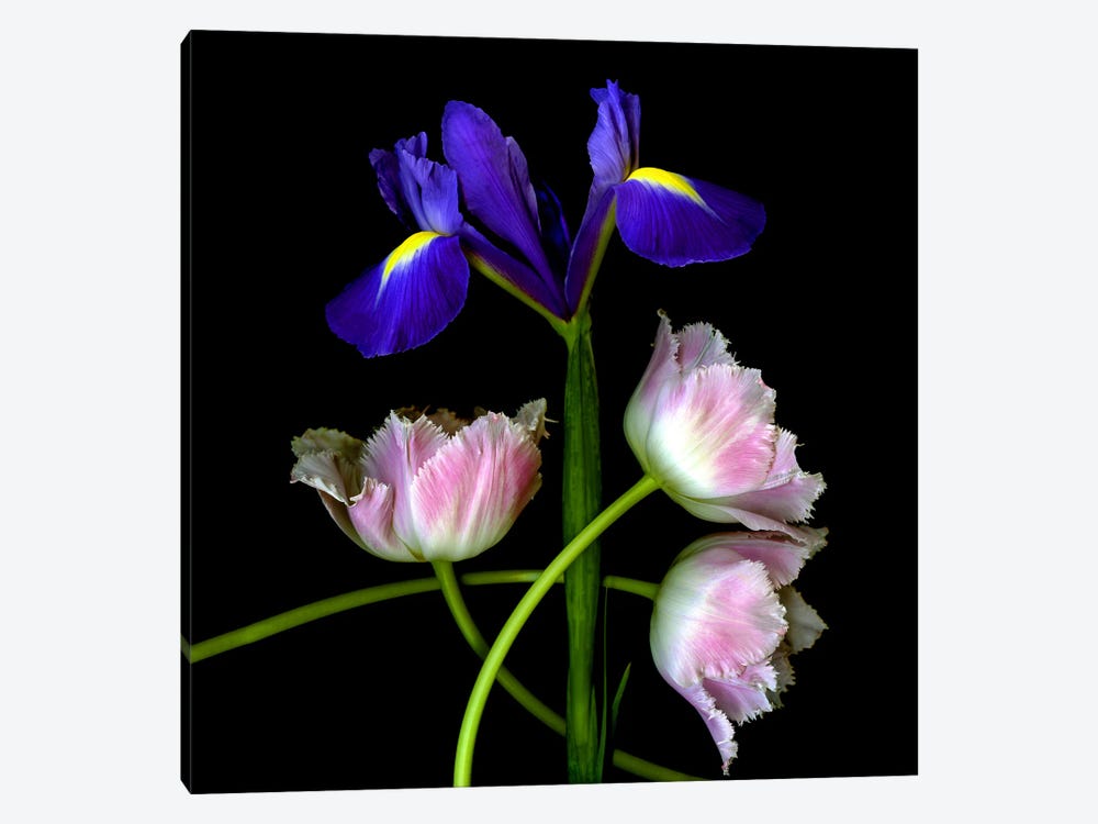 Iris And Tulip Bouquet by Magda Indigo 1-piece Art Print