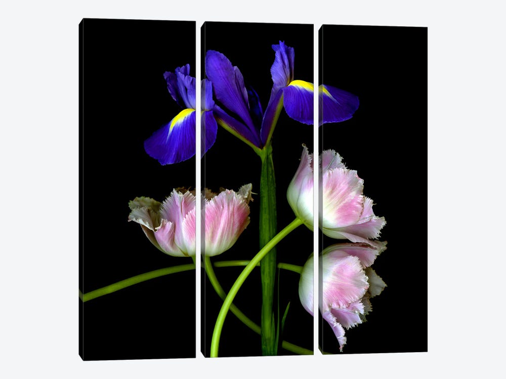 Iris And Tulip Bouquet by Magda Indigo 3-piece Canvas Art Print
