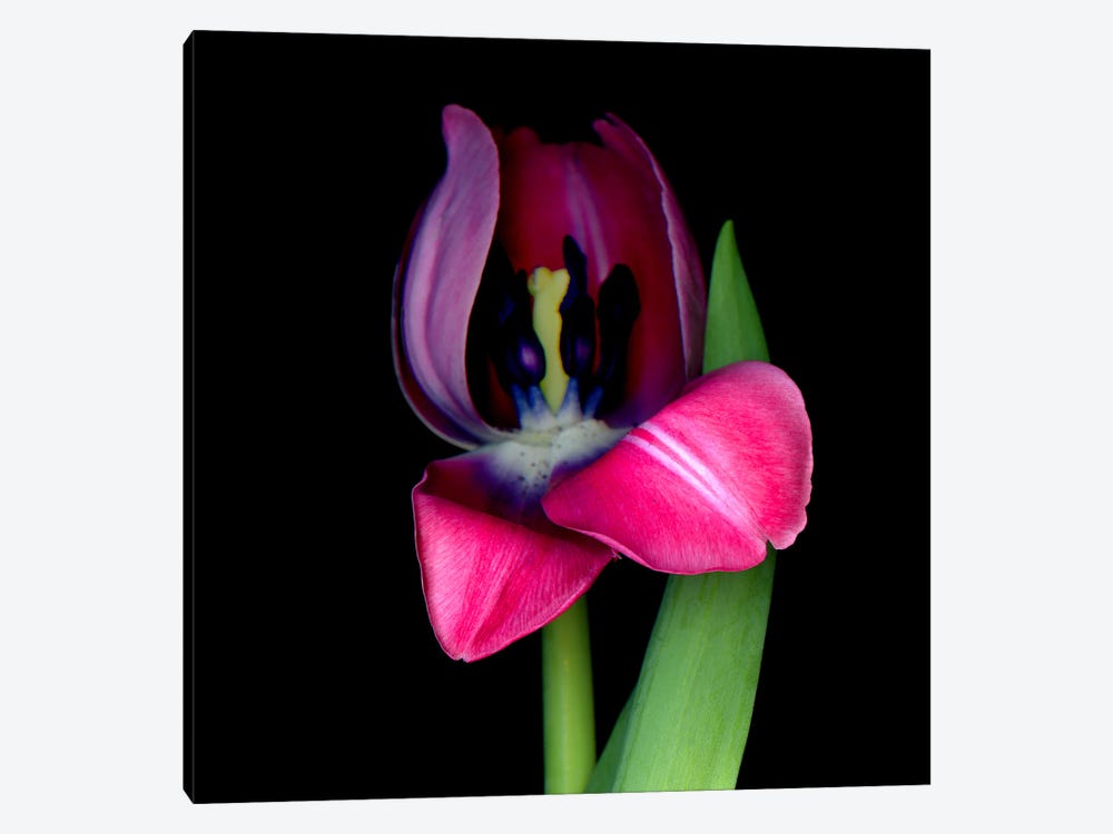 Looking Inside A Single Pink Tulip by Magda Indigo 1-piece Canvas Art