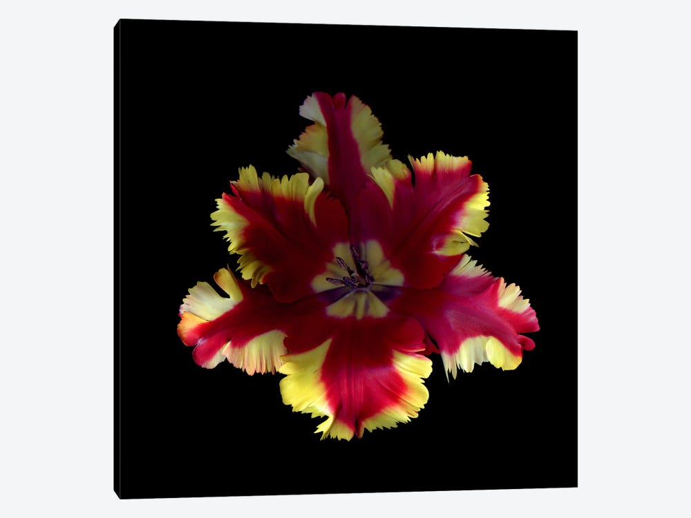 Looking Into A Red And Yellow Frilly-Edged Tulip by Magda Indigo 1-piece Art Print