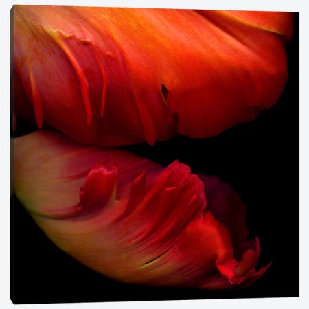 Macro View Of Two Exotic Red Parrot Tulips Canvas Print #MAG429} by Magda Indigo Canvas Art