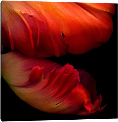 Macro View Of Two Exotic Red Parrot Tulips Canvas Art Print - Magda Indigo