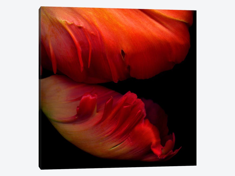 Macro View Of Two Exotic Red Parrot Tulips by Magda Indigo 1-piece Canvas Artwork