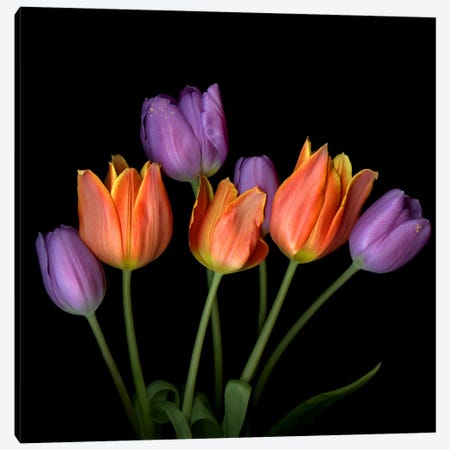 Orange And Purple Flame-Shaped Tulip Bouquet Canvas Print #MAG430} by Magda Indigo Canvas Art Print