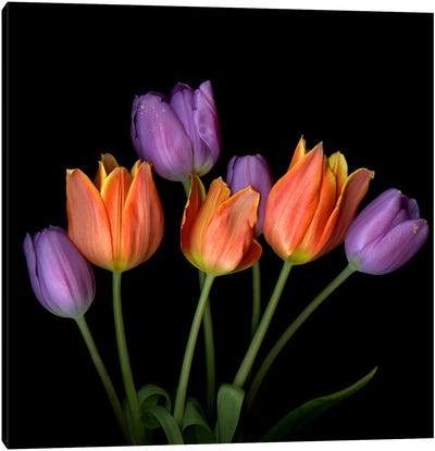 Orange And Purple Flame-Shaped Tulip Bouquet Canvas Art Print - Magda Indigo