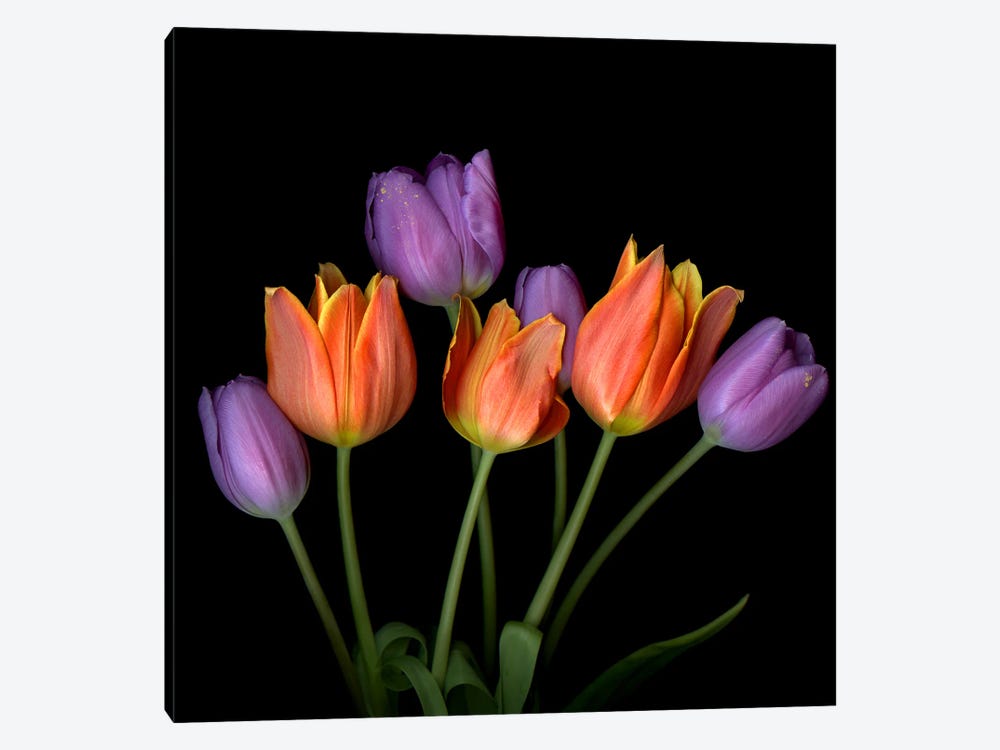 Orange And Purple Flame-Shaped Tulip Bouquet by Magda Indigo 1-piece Canvas Artwork