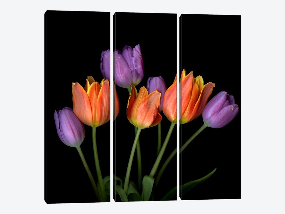 Orange And Purple Flame-Shaped Tulip Bouquet by Magda Indigo 3-piece Canvas Art