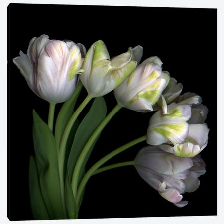 Pale Pink Tulip Bouquet Canvas Print #MAG431} by Magda Indigo Canvas Art Print