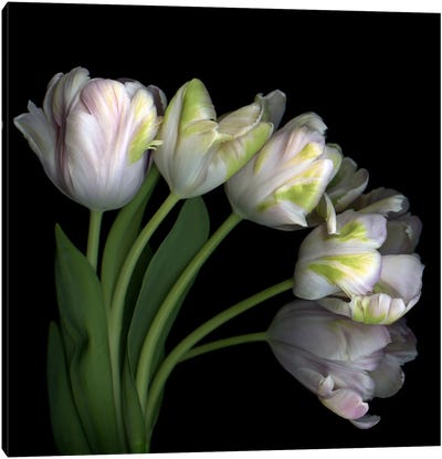 Pale Pink Tulip Bouquet Canvas Art Print - Magda Indigo