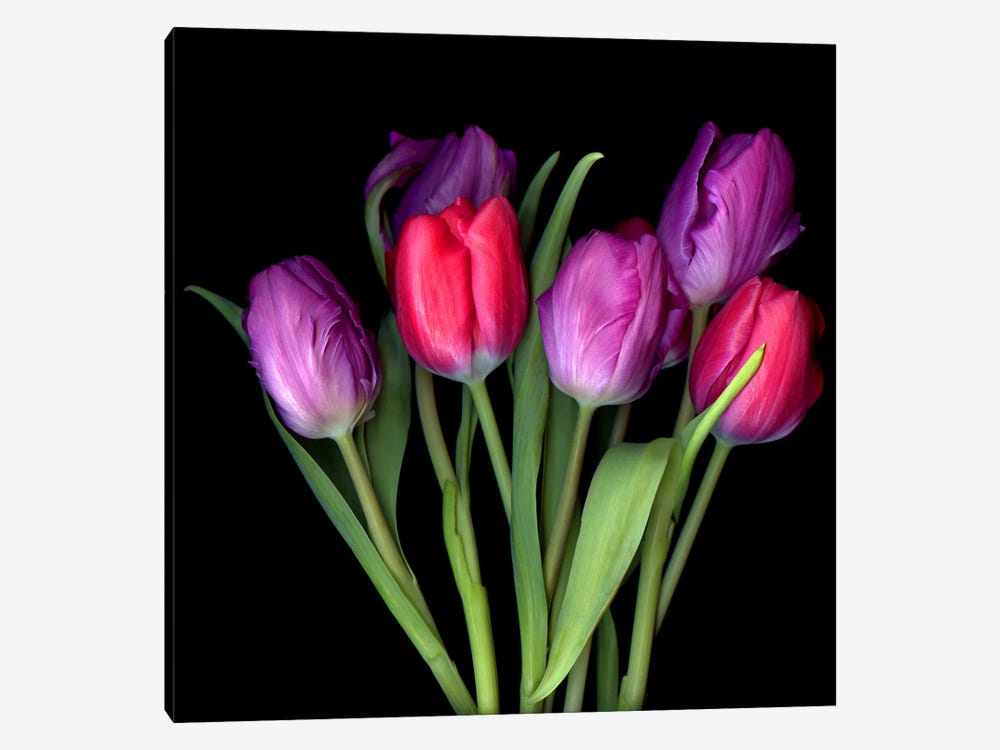 Red And Mauve Tulip Bouquet by Magda Indigo 1-piece Canvas Print