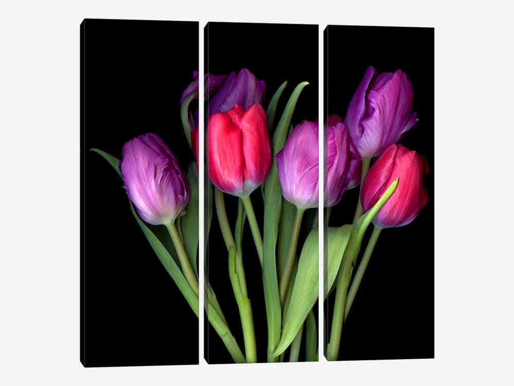 Red And Mauve Tulip Bouquet by Magda Indigo 3-piece Canvas Art Print