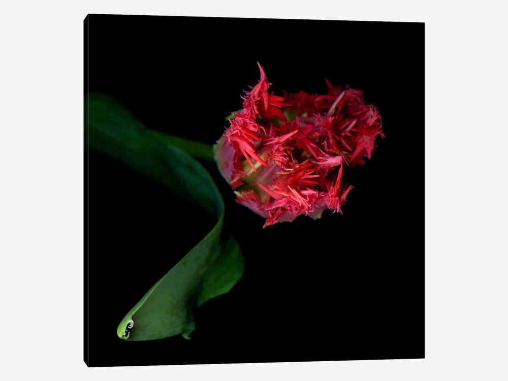 Red Frilly Tulips Viewed From Above by Magda Indigo 1-piece Canvas Art
