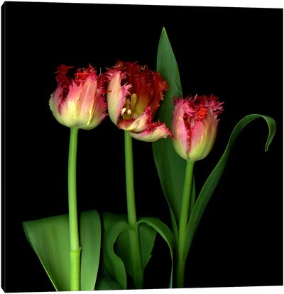 Red Frilly Tulips With Character And Emotion Canvas Art Print - Magda Indigo