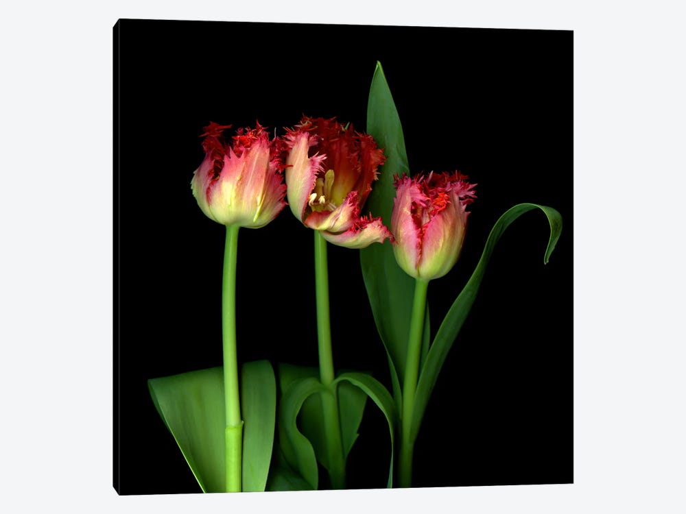 Red Frilly Tulips With Character And Emotion by Magda Indigo 1-piece Canvas Art Print