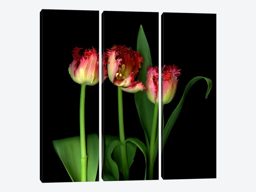 Red Frilly Tulips With Character And Emotion by Magda Indigo 3-piece Art Print
