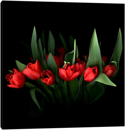 Red Tulip Bouquet With Green Leaves Canvas Art Print - Magda Indigo