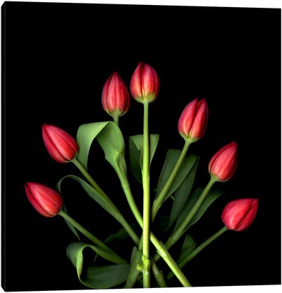 Red Tulips Forming Pointing In A Graphic Composition Canvas Art Print - Magda Indigo