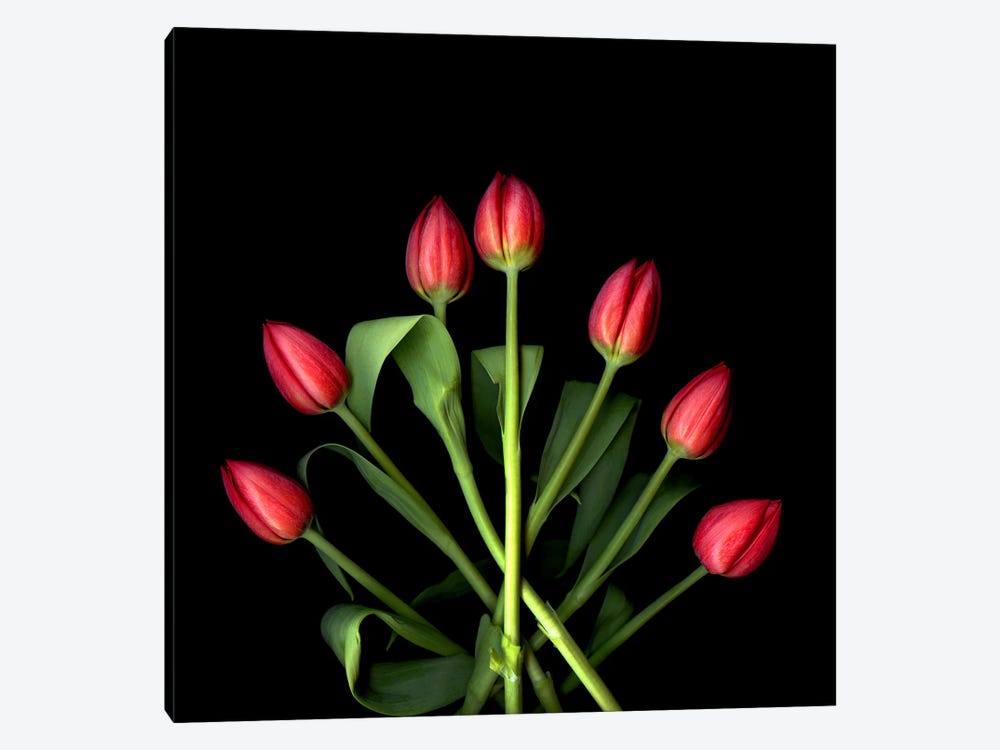 Red Tulips Forming Pointing In A Graphic Composition by Magda Indigo 1-piece Canvas Print