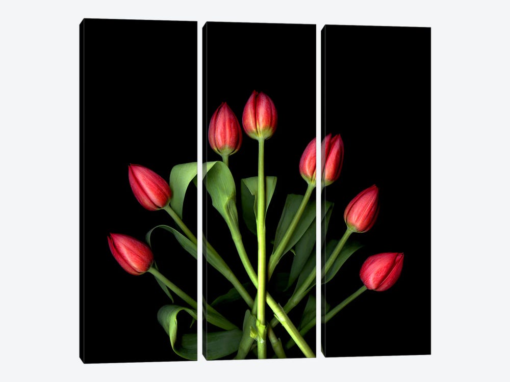 Red Tulips Forming Pointing In A Graphic Composition by Magda Indigo 3-piece Canvas Print