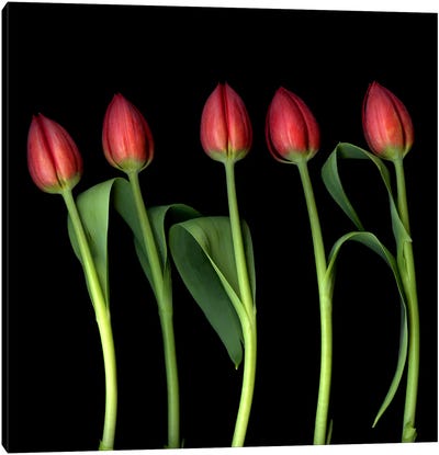 Red Tulips In A Row On A Black Background Canvas Art Print - Magda Indigo