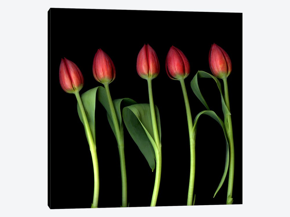 Red Tulips In A Row On A Black Background by Magda Indigo 1-piece Canvas Wall Art
