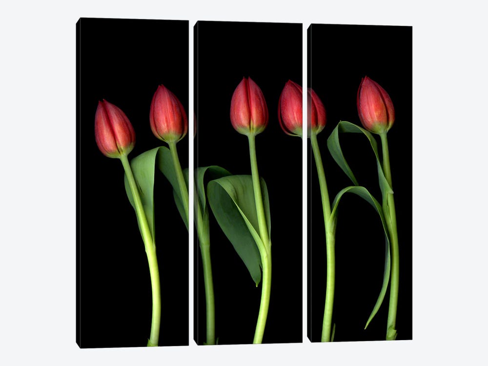 Red Tulips In A Row On A Black Background by Magda Indigo 3-piece Canvas Artwork