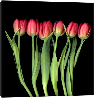 Red Yellow Tulips In A Row Canvas Art Print - Magda Indigo