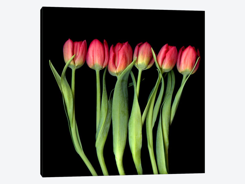 Red Yellow Tulips In A Row by Magda Indigo 1-piece Canvas Art Print