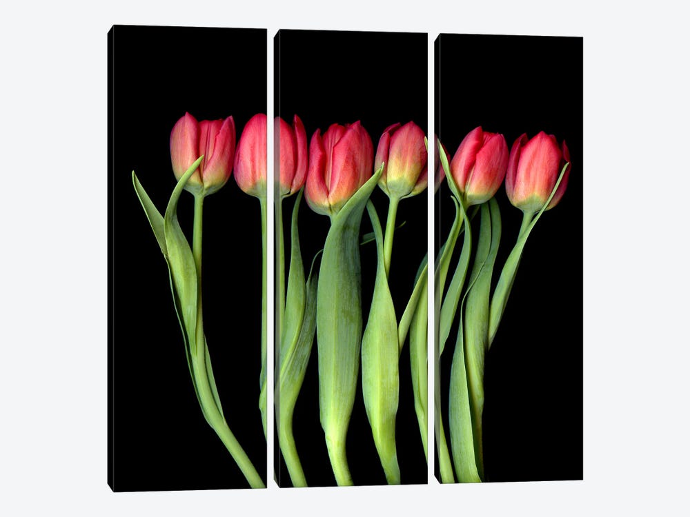 Red Yellow Tulips In A Row by Magda Indigo 3-piece Art Print