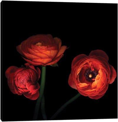 l'Orangerie Canvas Art Print - Ranunculus Art