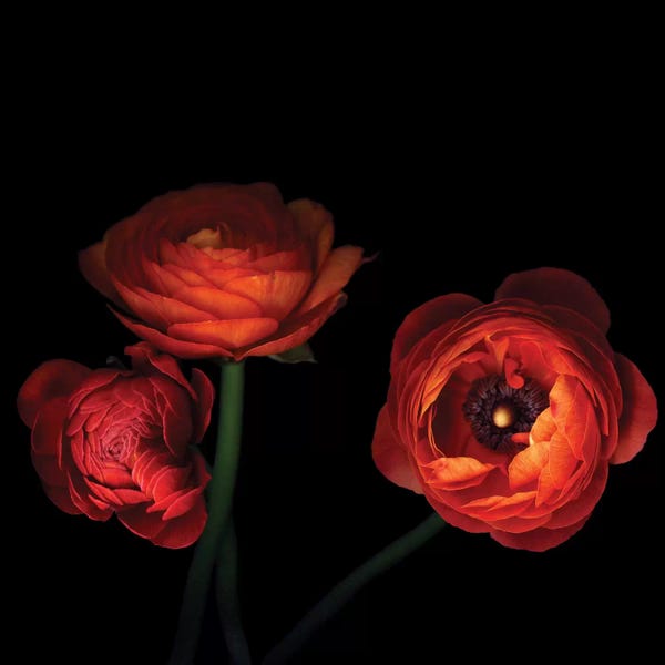 Still Life Photography: l'Orangerie by Magda Indigo