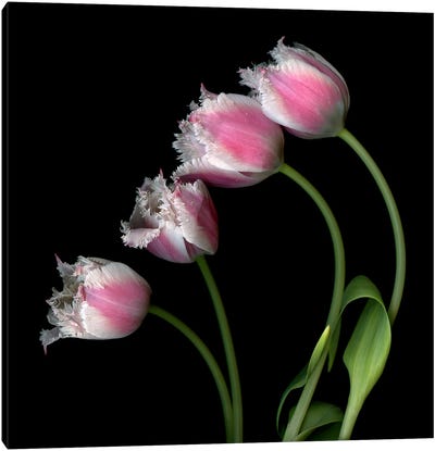 Row Of Pink Tulips Frilly-Edged Tulips. Canvas Art Print - Magda Indigo