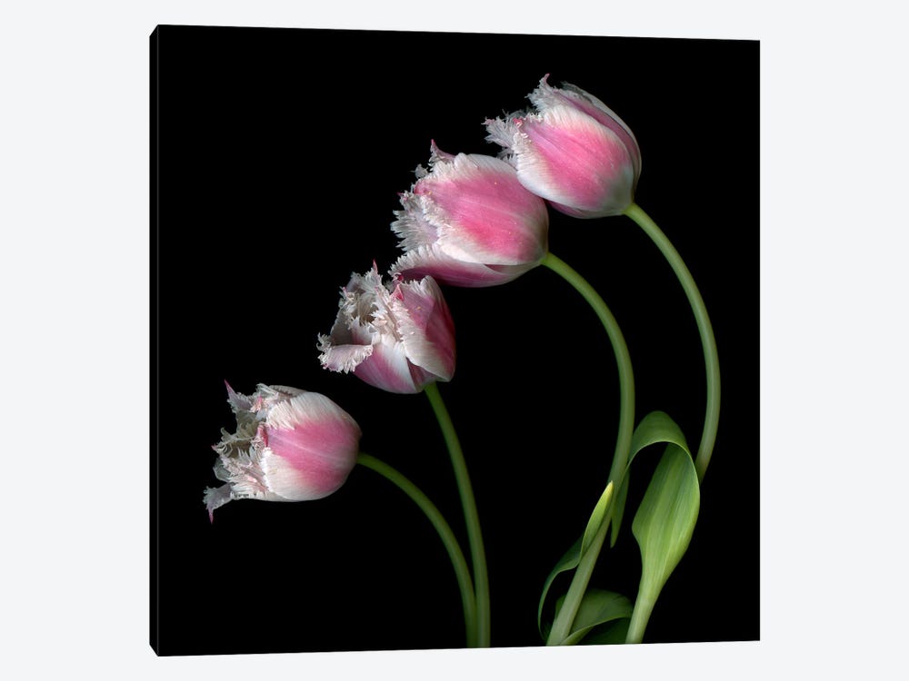 Row Of Pink Tulips Frilly-Edged Tulips. by Magda Indigo 1-piece Canvas Art Print