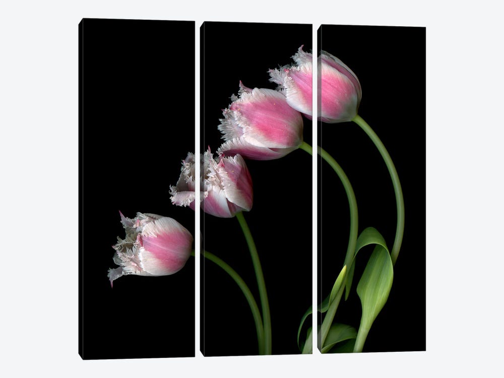 Row Of Pink Tulips Frilly-Edged Tulips. by Magda Indigo 3-piece Canvas Art Print