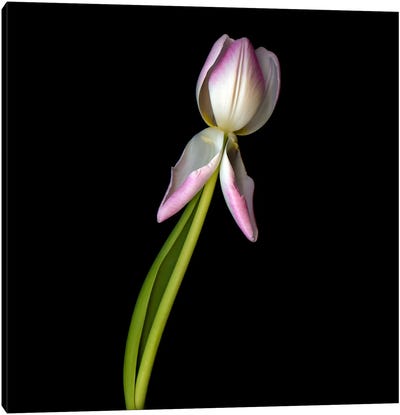 Single Pink Tulip With Two Symmetrical Petals Pointing In A Gesture Canvas Art Print - Magda Indigo