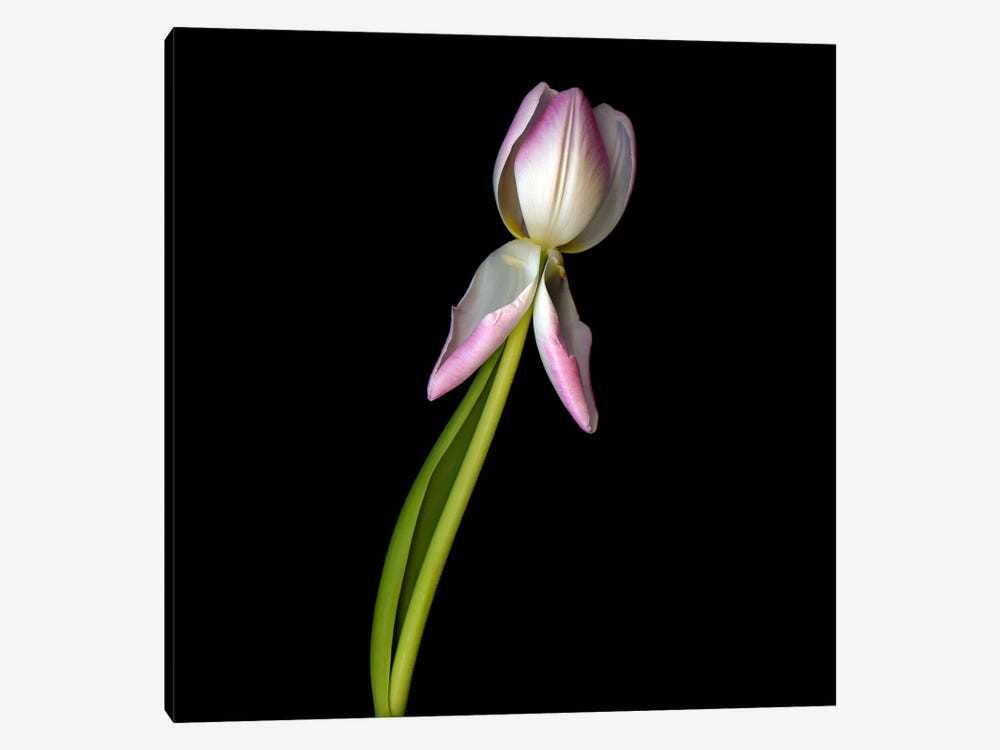 Single Pink Tulip With Two Symmetrical Petals Pointing In A Gesture by Magda Indigo 1-piece Canvas Artwork