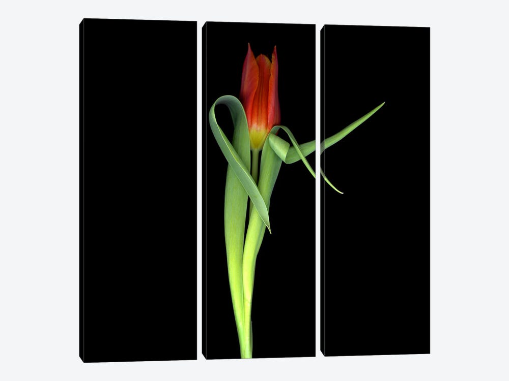 Single Red Tulip by Magda Indigo 3-piece Art Print
