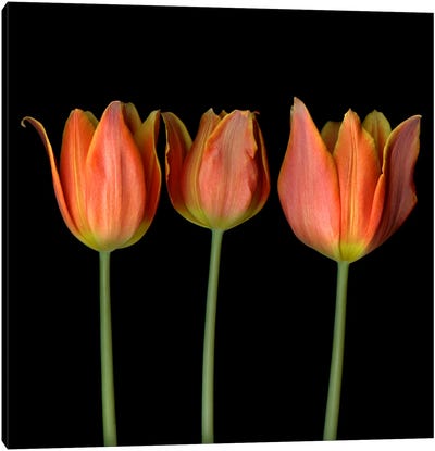 Three Orange Flame-Shaped Tulips In A Row Canvas Art Print - Magda Indigo