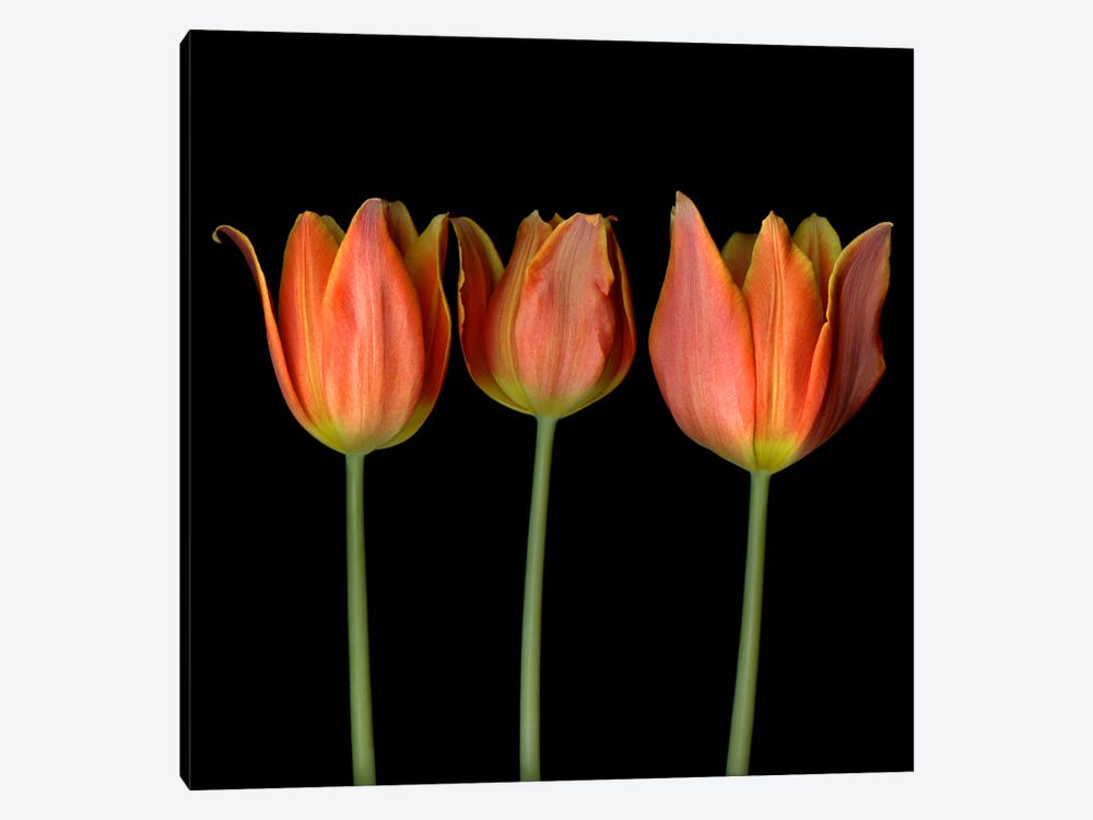 Three Orange Flame-Shaped Tulips In A Row by Magda Indigo 1-piece Canvas Art