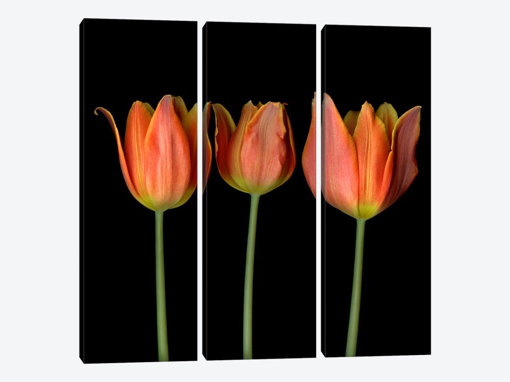 Three Orange Flame-Shaped Tulips In A Row by Magda Indigo 3-piece Canvas Art