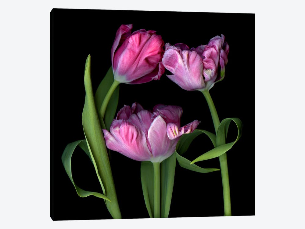 Three Pink Parrot Tulips Huddled Together by Magda Indigo 1-piece Art Print