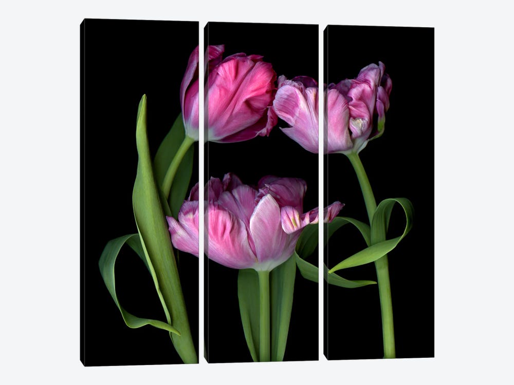 Three Pink Parrot Tulips Huddled Together by Magda Indigo 3-piece Canvas Print