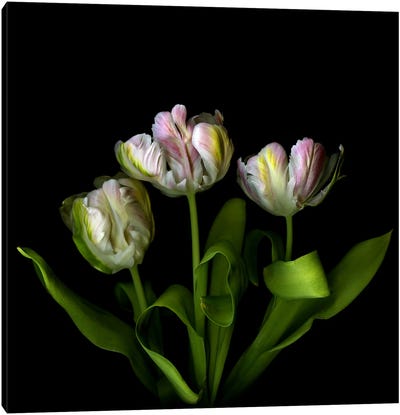 Three Pink, White And Green Exotic Parrot Tulips Canvas Art Print - Magda Indigo