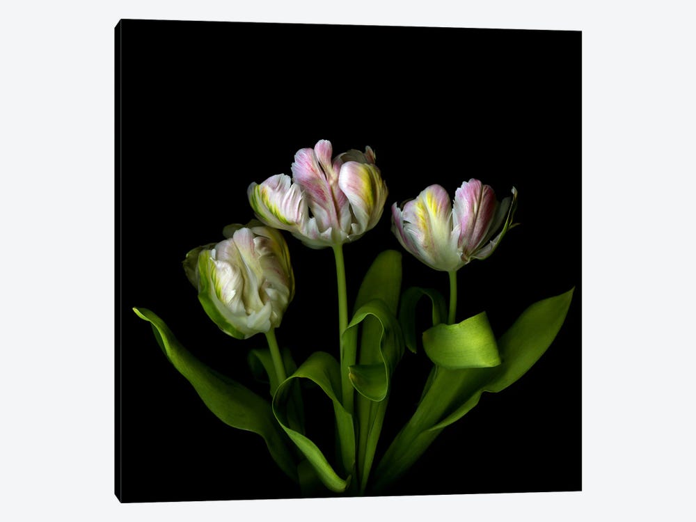 Three Pink, White And Green Exotic Parrot Tulips by Magda Indigo 1-piece Canvas Wall Art